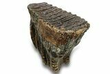 Fossil Woolly Mammoth Molar - Siberia #259937-2